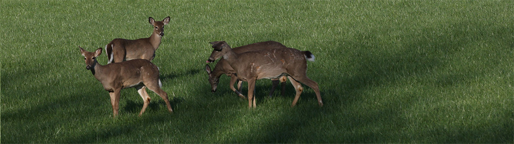 image of deer in field