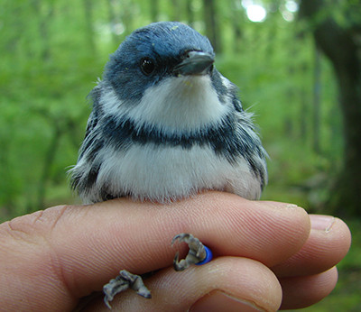 Cerulean warbler