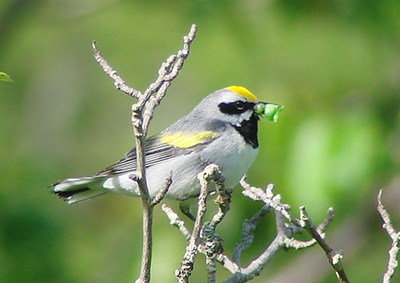 Golden-winged warbler