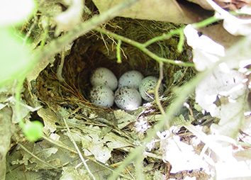 Woodland open cup nesting birds nest