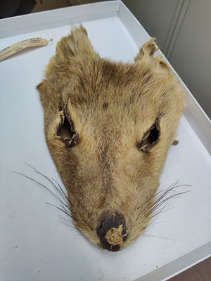 A thylacine face in the Collections Center at the Field Museum