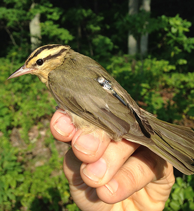 worm-eating warbler