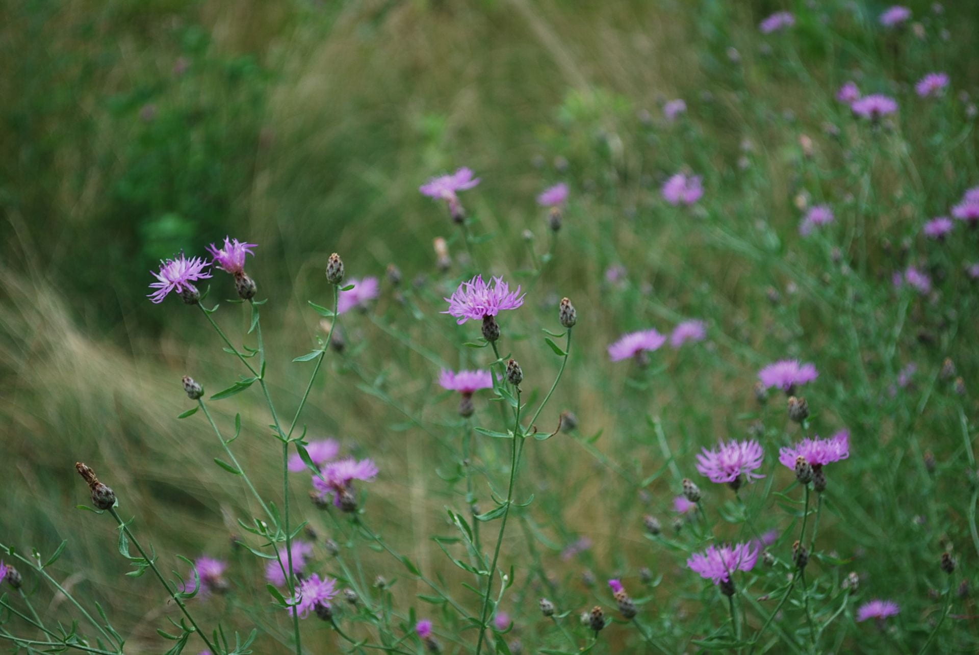 Wildlife flowers in grassy field.