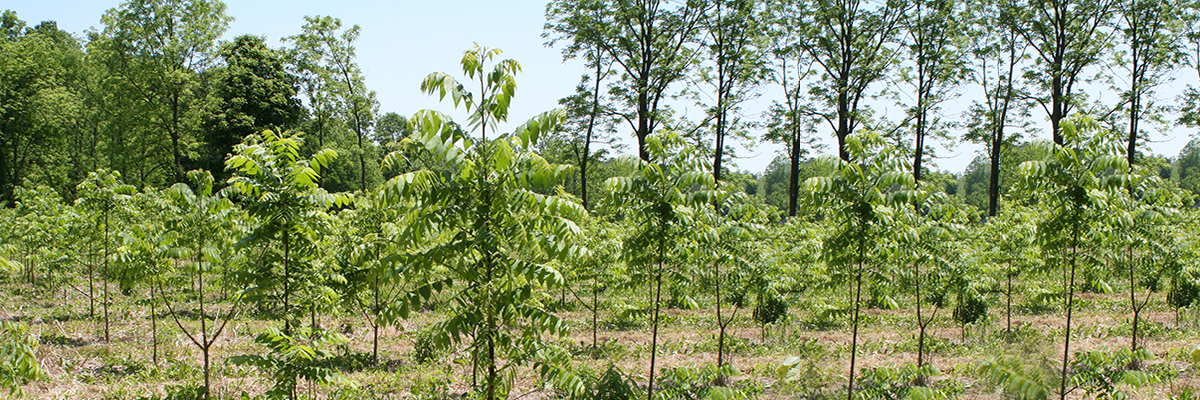 Field of trees.