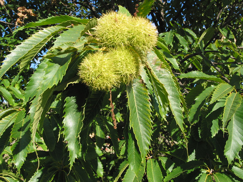 Chestnut tree with fruit.