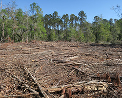 Forest clearning showing cut down trees, research Maritime Forest Live Oak Restoration.