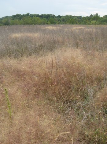 field-of-dead-plants