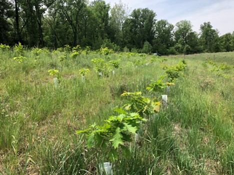 field with rows trees