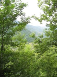 image-of-field-between-two-trees