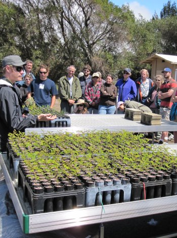 person-demonstrating-forest-restoration