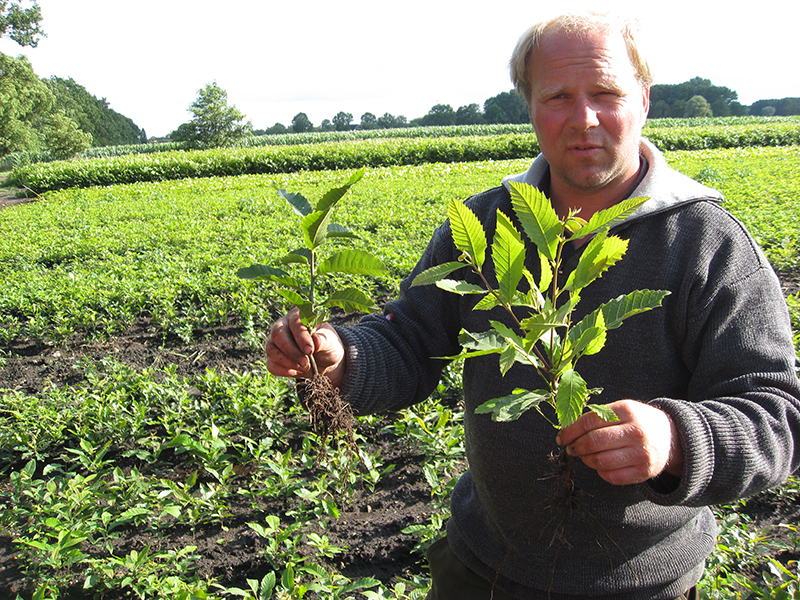 Staff member holding tree seedlings in a tree planting with many other seedlings growing, Castanea sativa in Germany.
