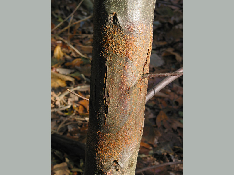 Tree trunk with the chestnut blight fungus.