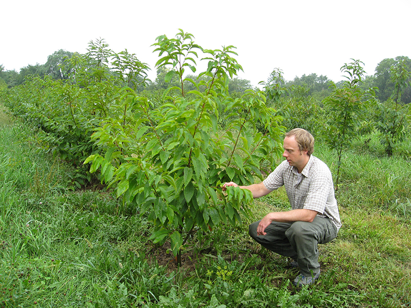 Dr. Jacobs examines a planting of backcross hybrid chestnuts.