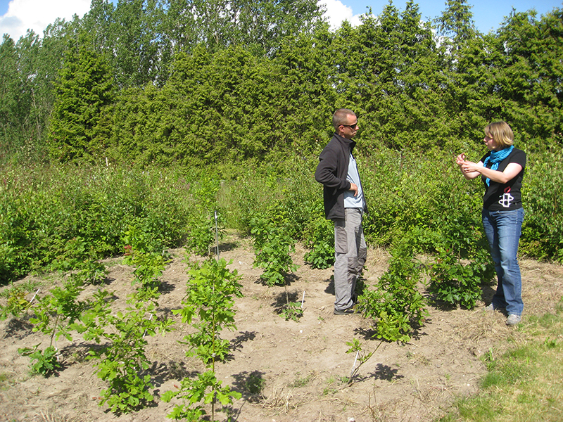 Dr. Magnus Löf with vegetation control trial in southern Sweden.