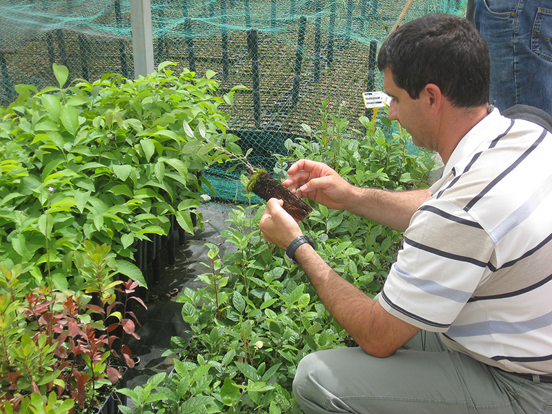Dr. Pedro Villar-Salvador evaluating seedling quality.