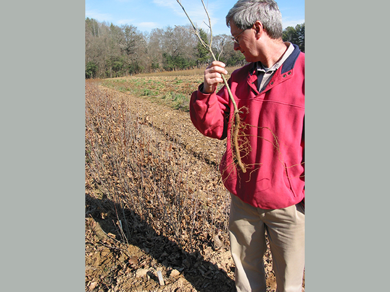 Dr. Ron Overton with bareroot oak seedling.
