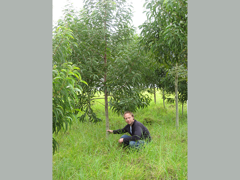 Dr. Doug Jacobs kneeling down by tree as they were evaluating a Acacia koa outplanting trial in Hawaii.
