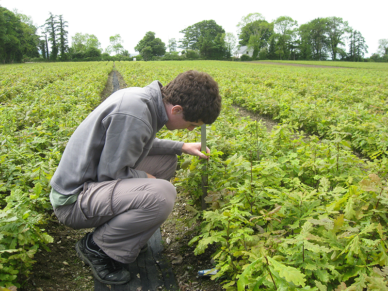 Graduate student Justin Schmal evaluating Quercus robur nursery fertilization plots in Ireland.