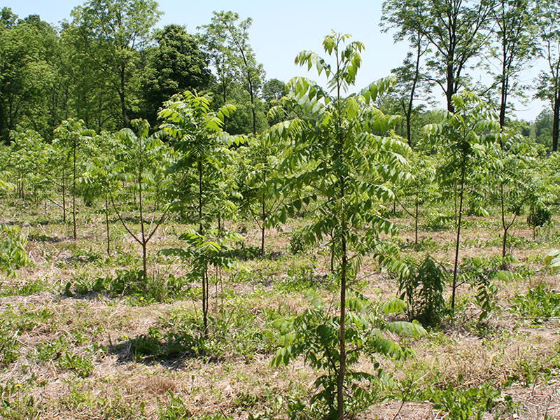 Juglans nigra afforestation planting in Indiana.