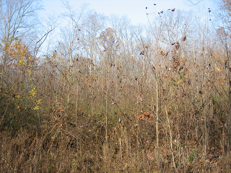 Planted oak with competing natural regeneration on harvested study site in Southern Indiana.