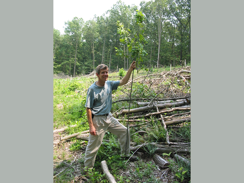 Ron Rathfon, forester, standing by planted Quercus rubra on study site in southern Indiana.