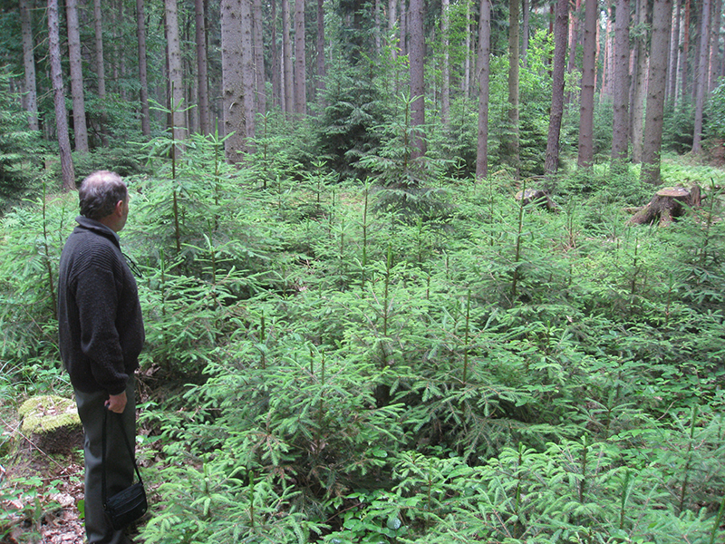 Staff standing and looking at Regeneration cutting in Czech Republic.