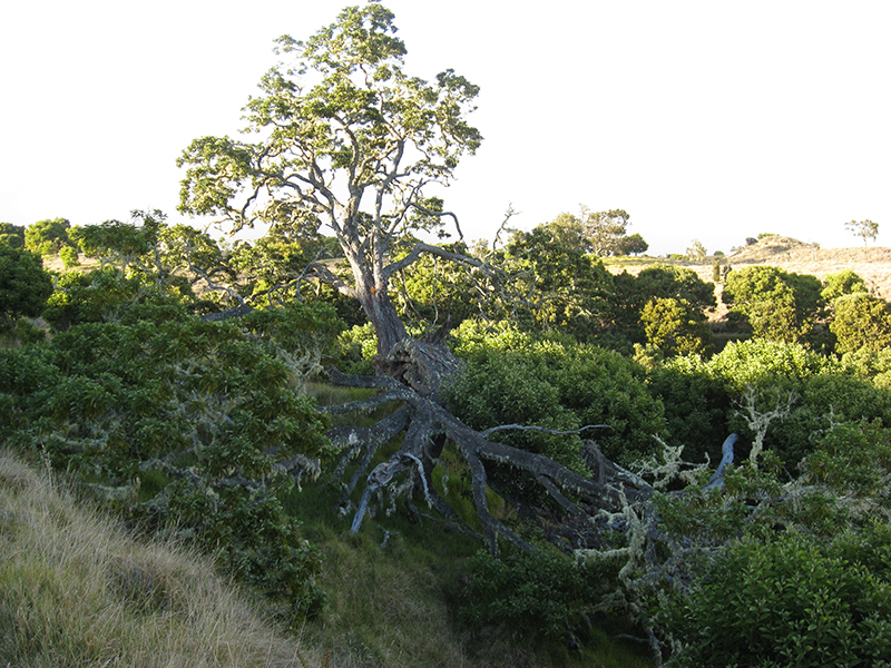 Remnant Acacia koa tree in Hawaii.