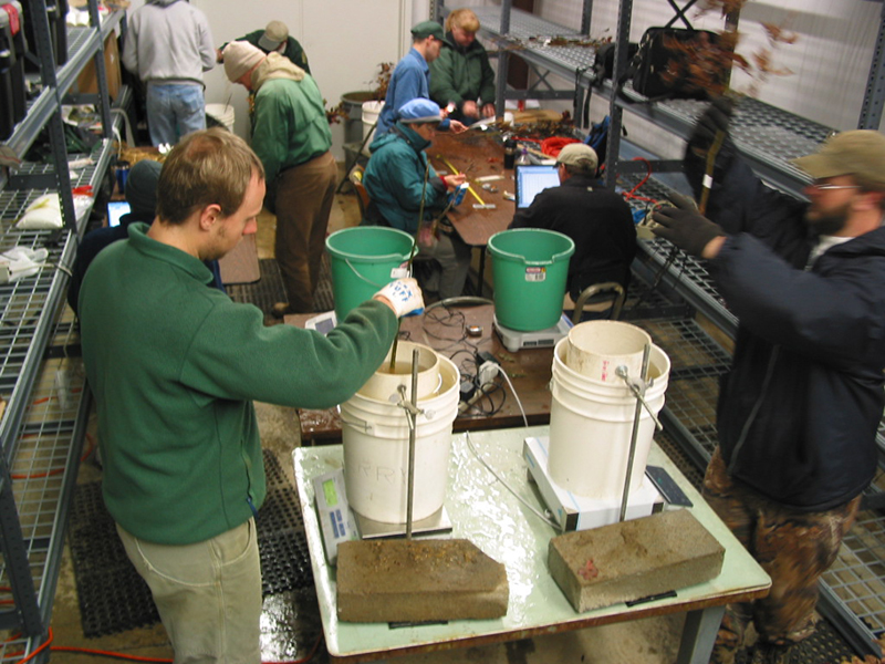 Dr. Doug Jacobs with other staff in lab conducting seedling quality study in the Lower Mississippi Alluvial Valley.
