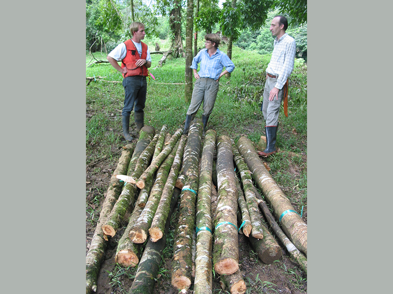Three staff discussing in forest as they conduct thinning trial of native species in Costa Rica.
