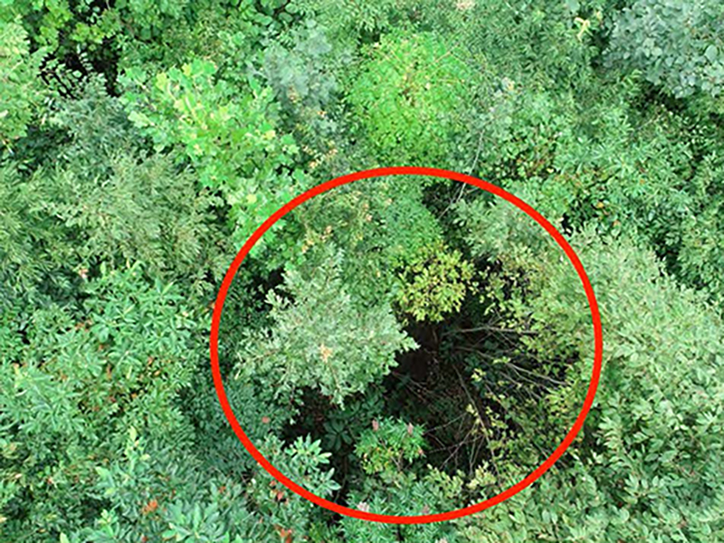 Aerial view of forest with red circle showing regeneration.