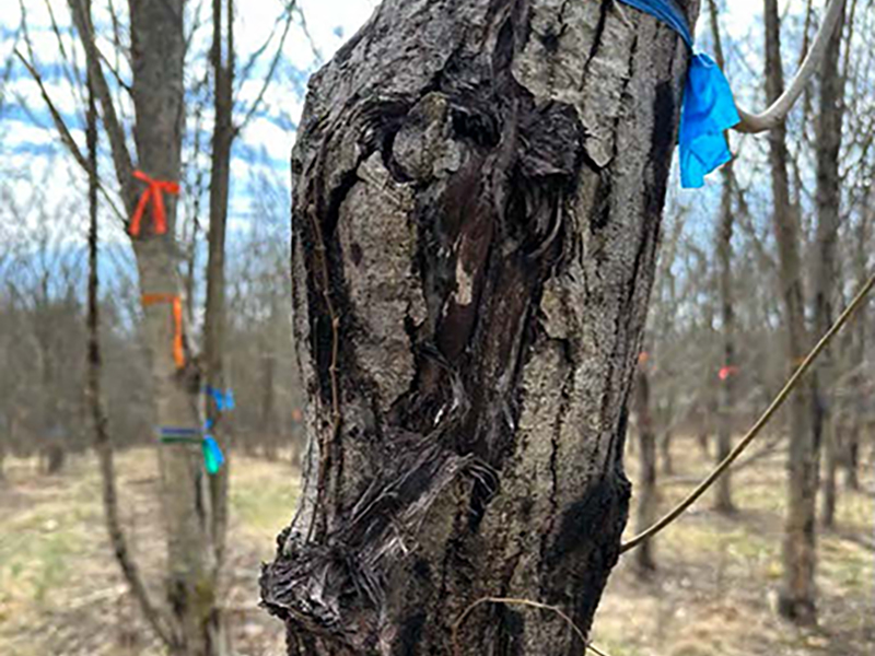 Butternut tree trunk showing pest disease and damage.