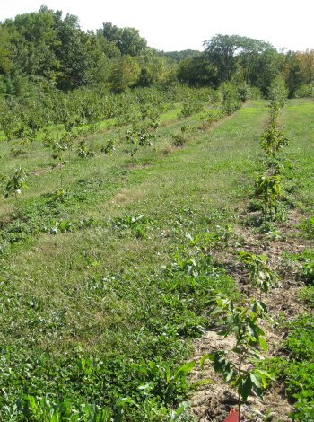 rows-of-newly-planted-trees