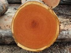 inside view of log
