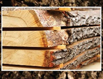 Cut log split in four layers.