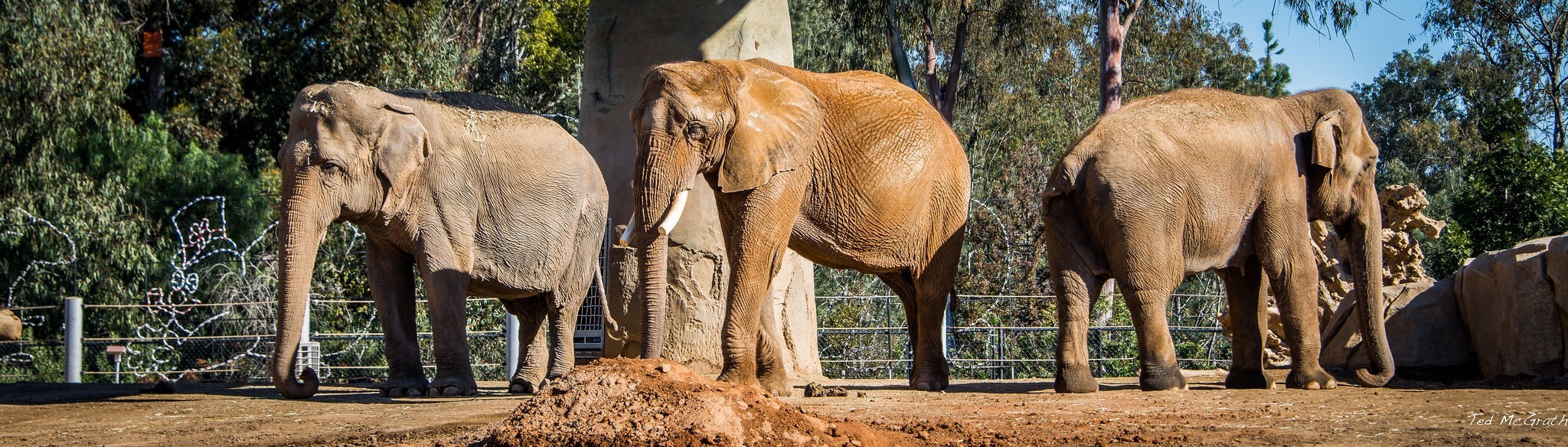 Three elephants in zoo.