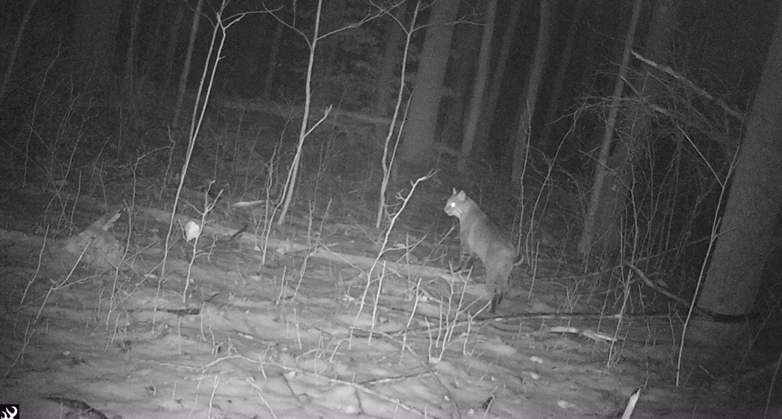 Bobcat in the woods at night