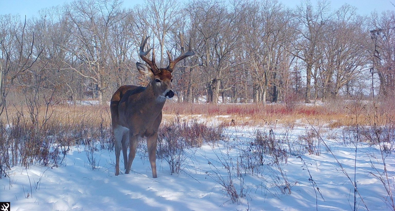 Buck in snow