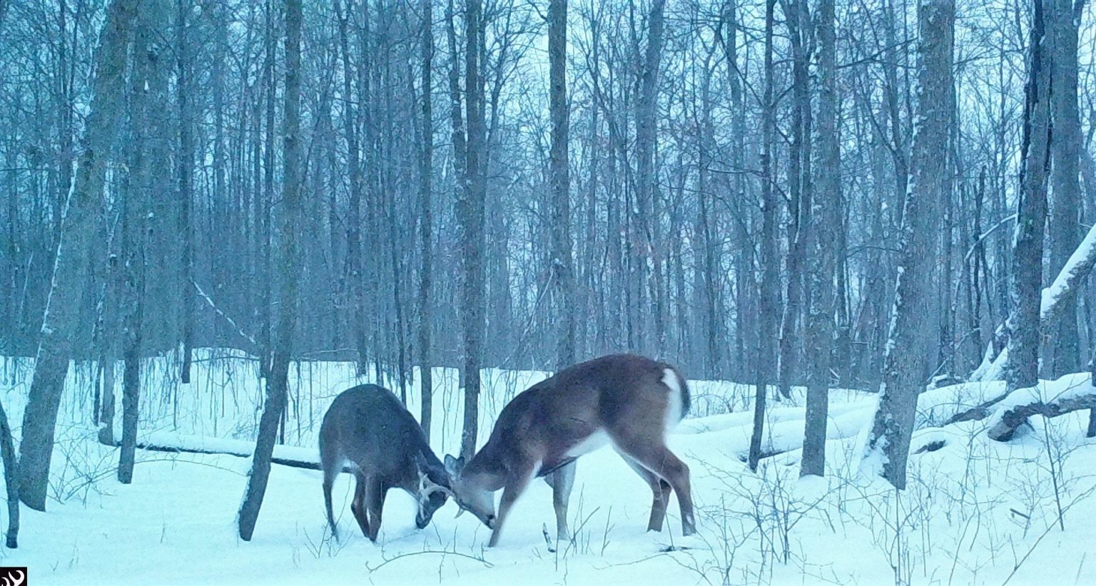 Bucks fight in the snow