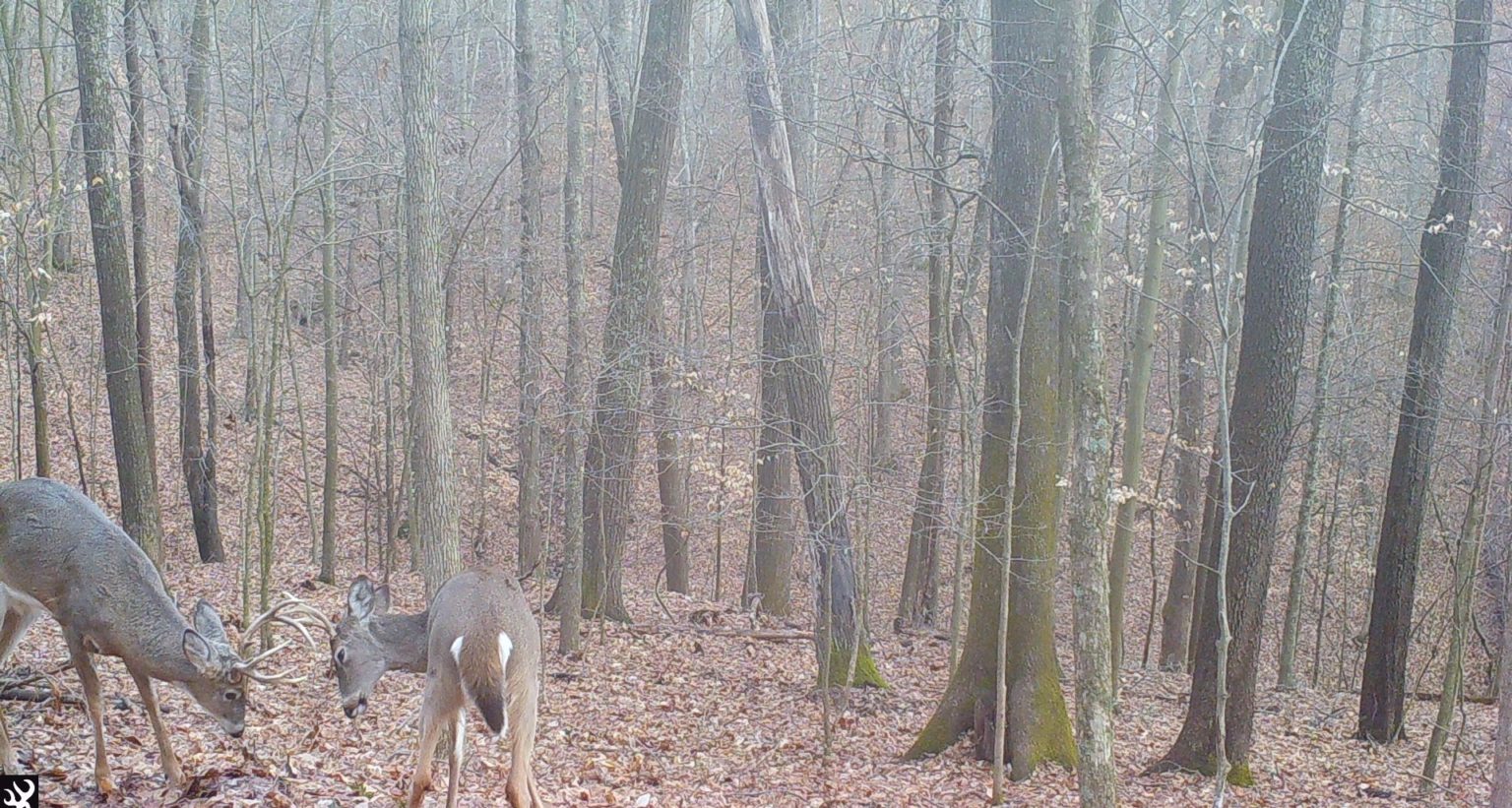 Bucks fight in the woods