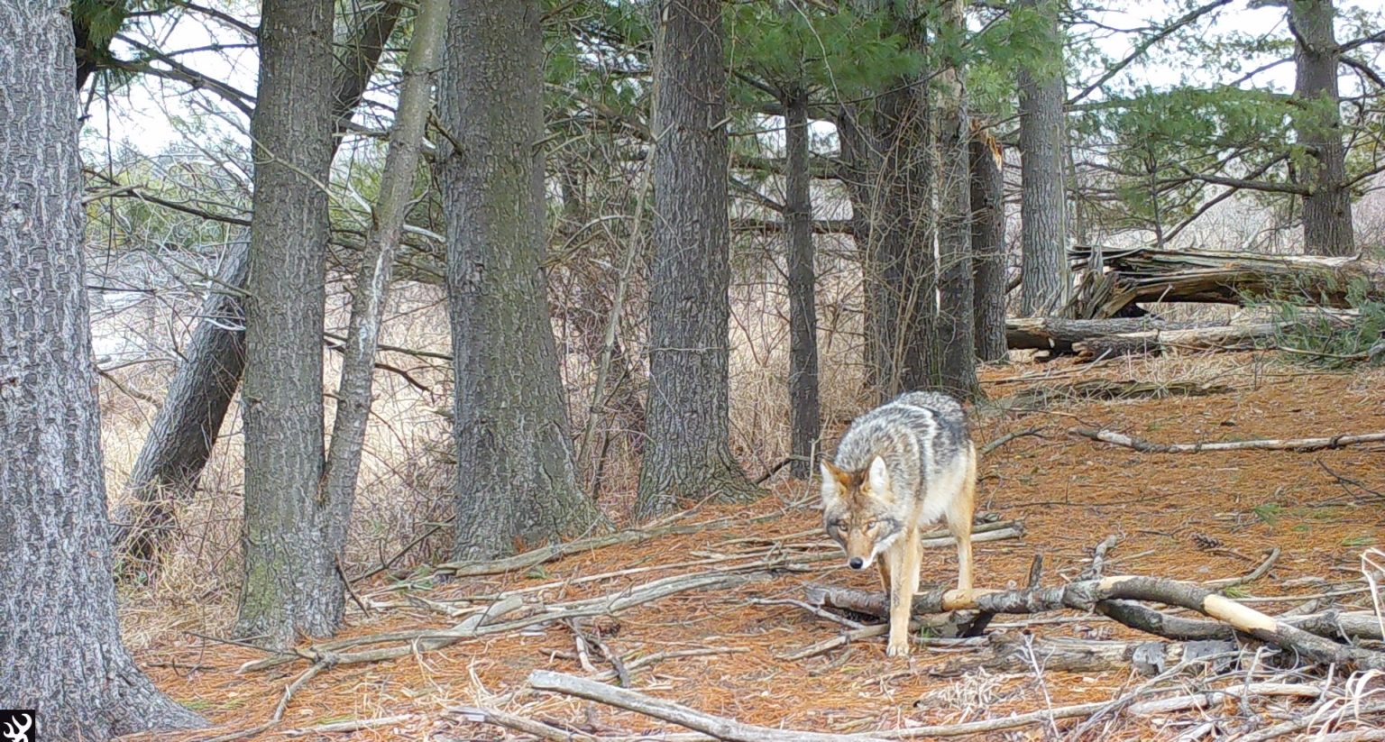 Coyote walks along treeline