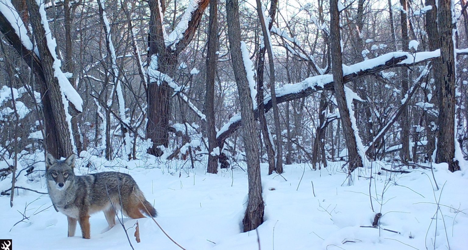 Coyote in the snowy woods