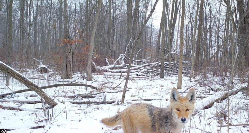 young coyote in snowy woods