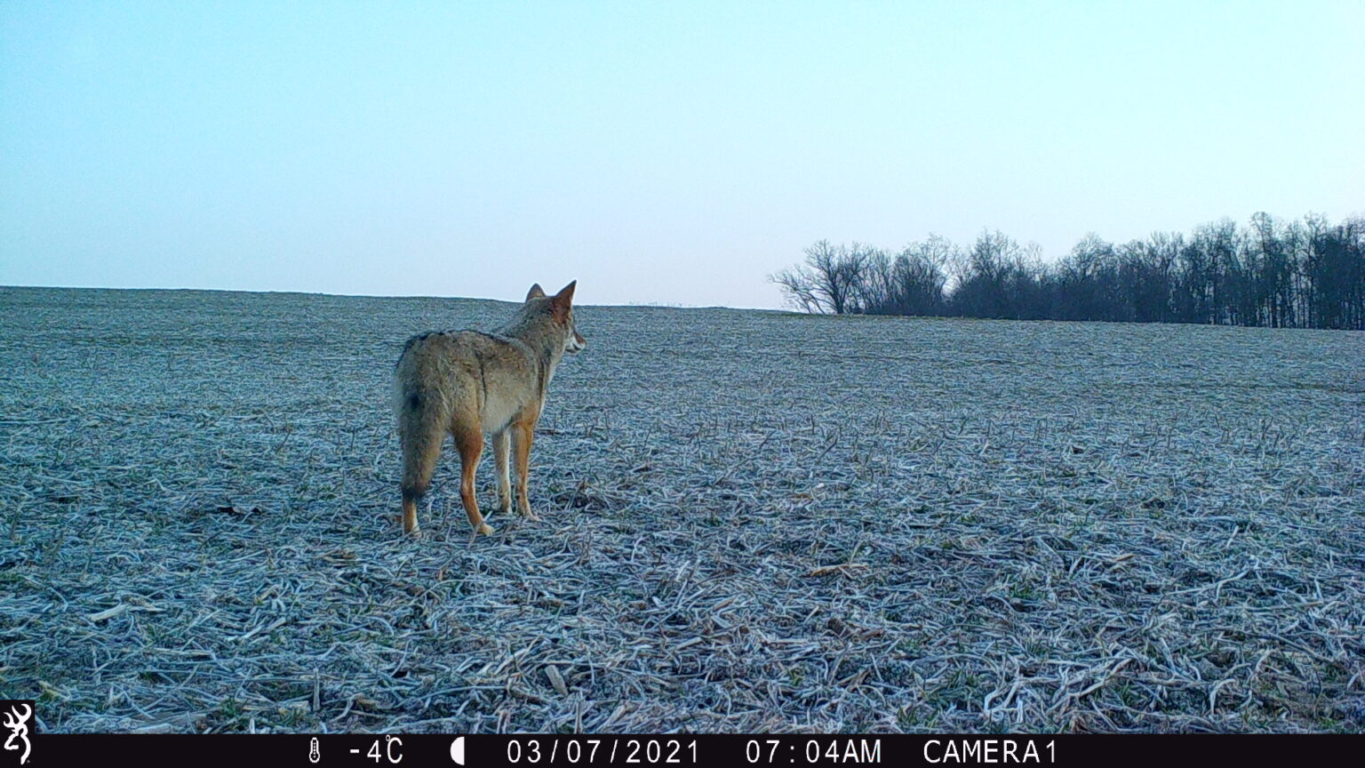 A Coyote looks across a barren field