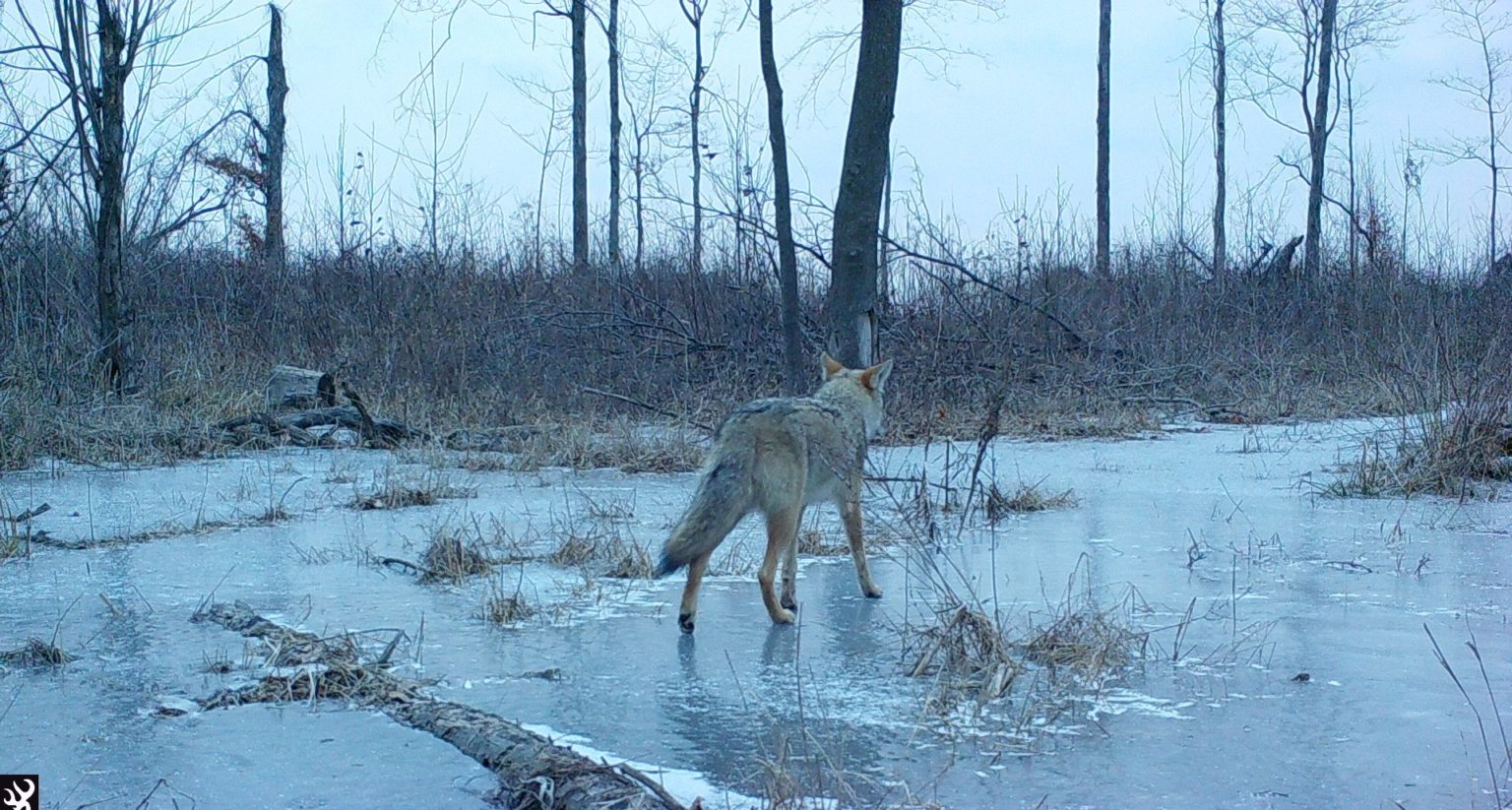 Coyote walks across frozen ground