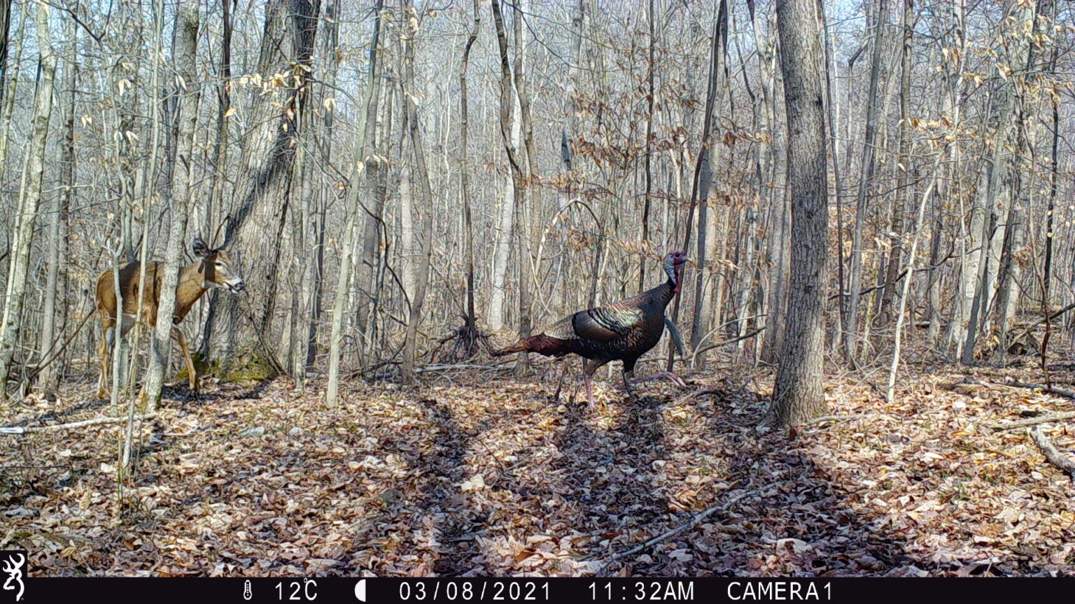 A deer and a turkey walk in the woods
