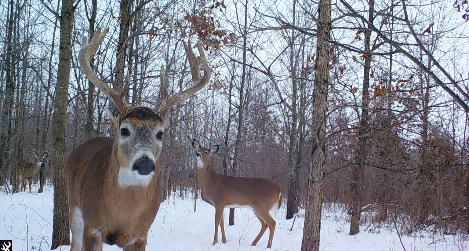 deer look at camera