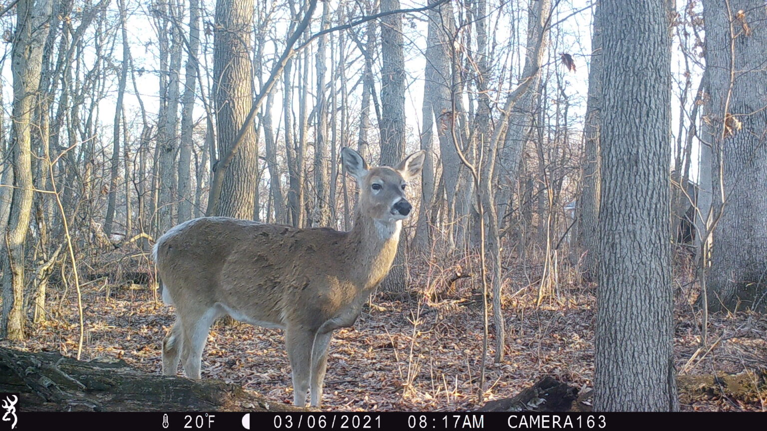 Doe in woods stares at trail camera