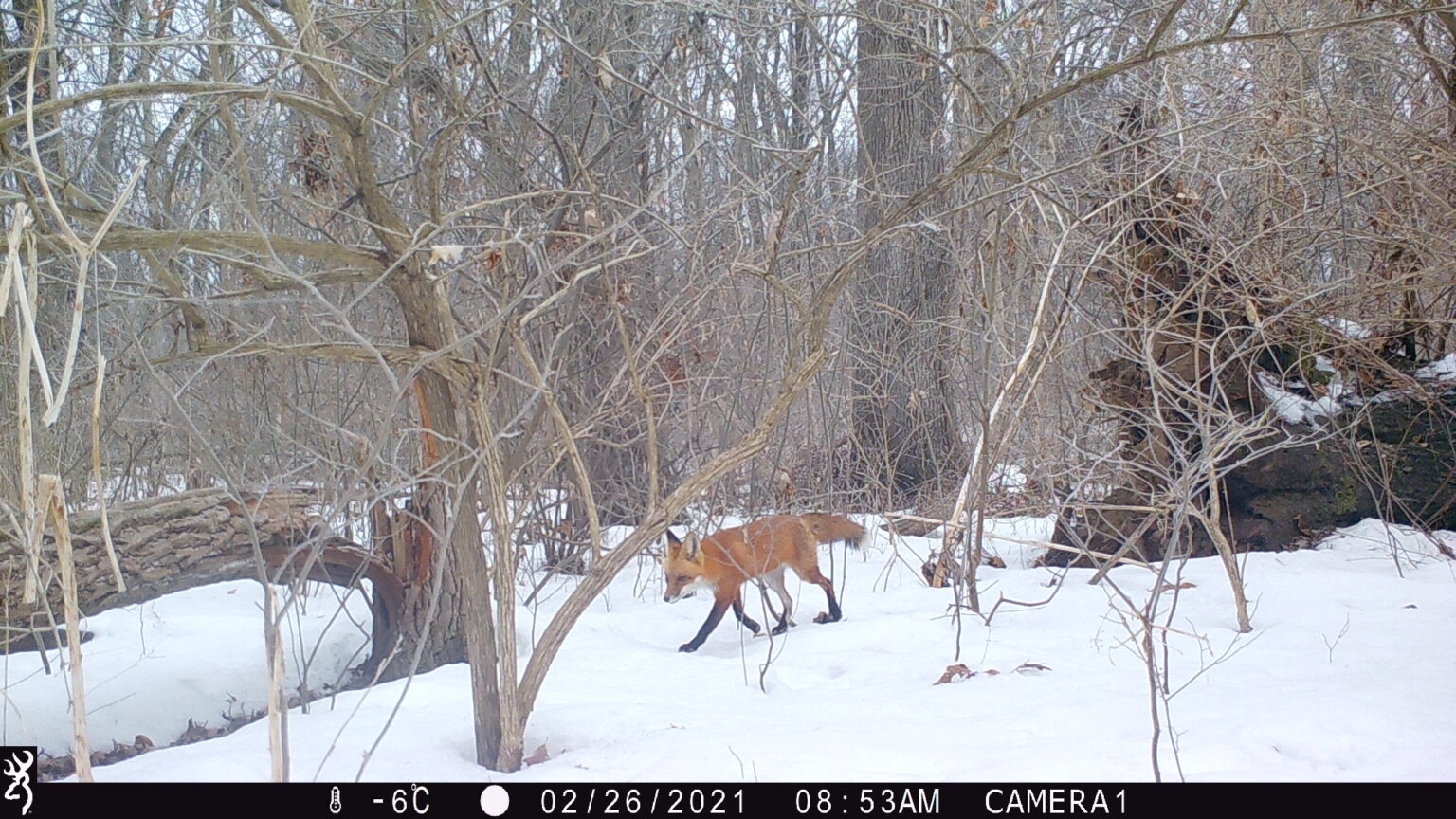 A fox walks across the snowy woods