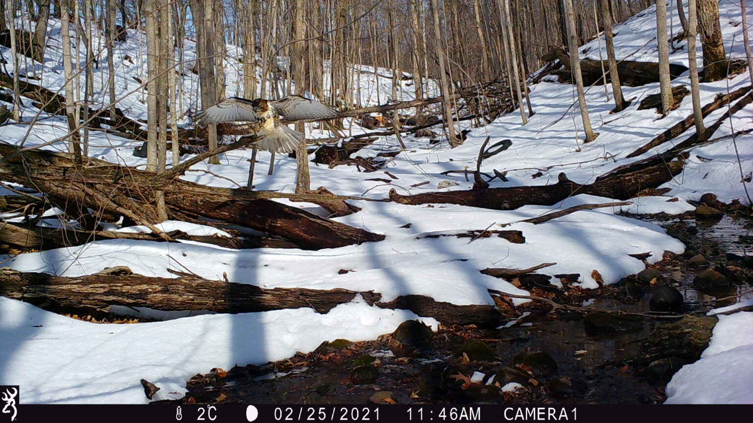 A hawk hunts in the snowy woods