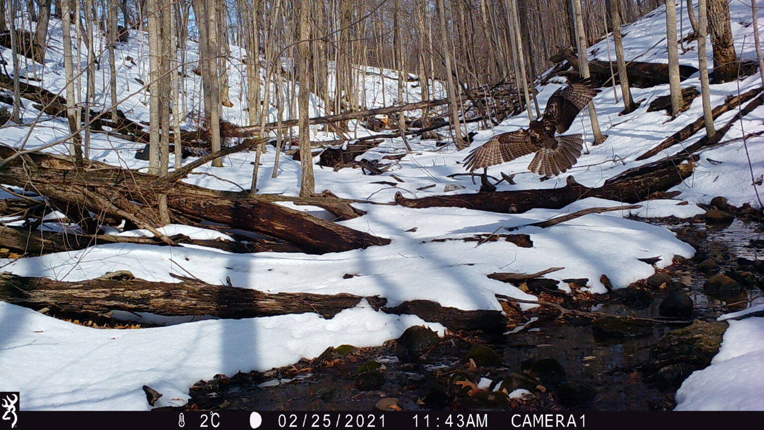 A hawk lands in the snowy woods